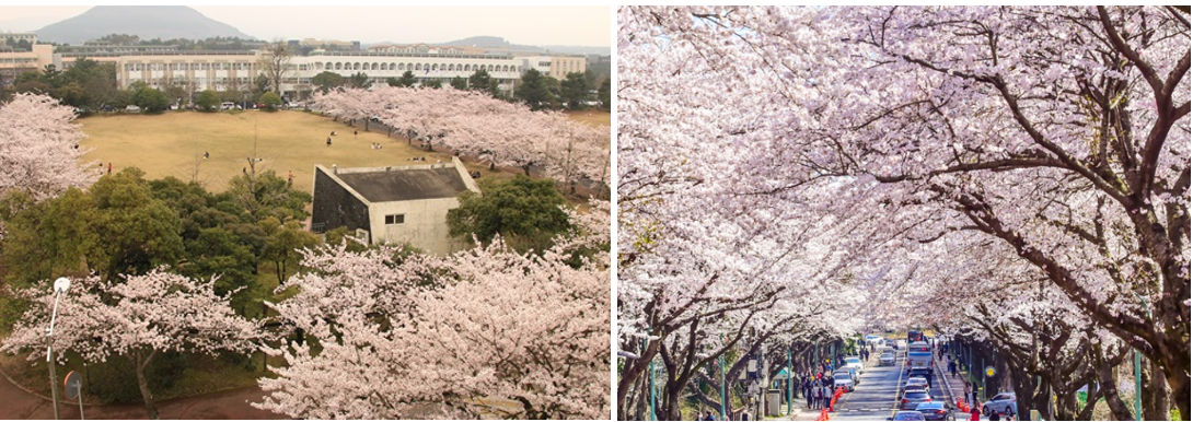 제주대학교 벚꽃 사진