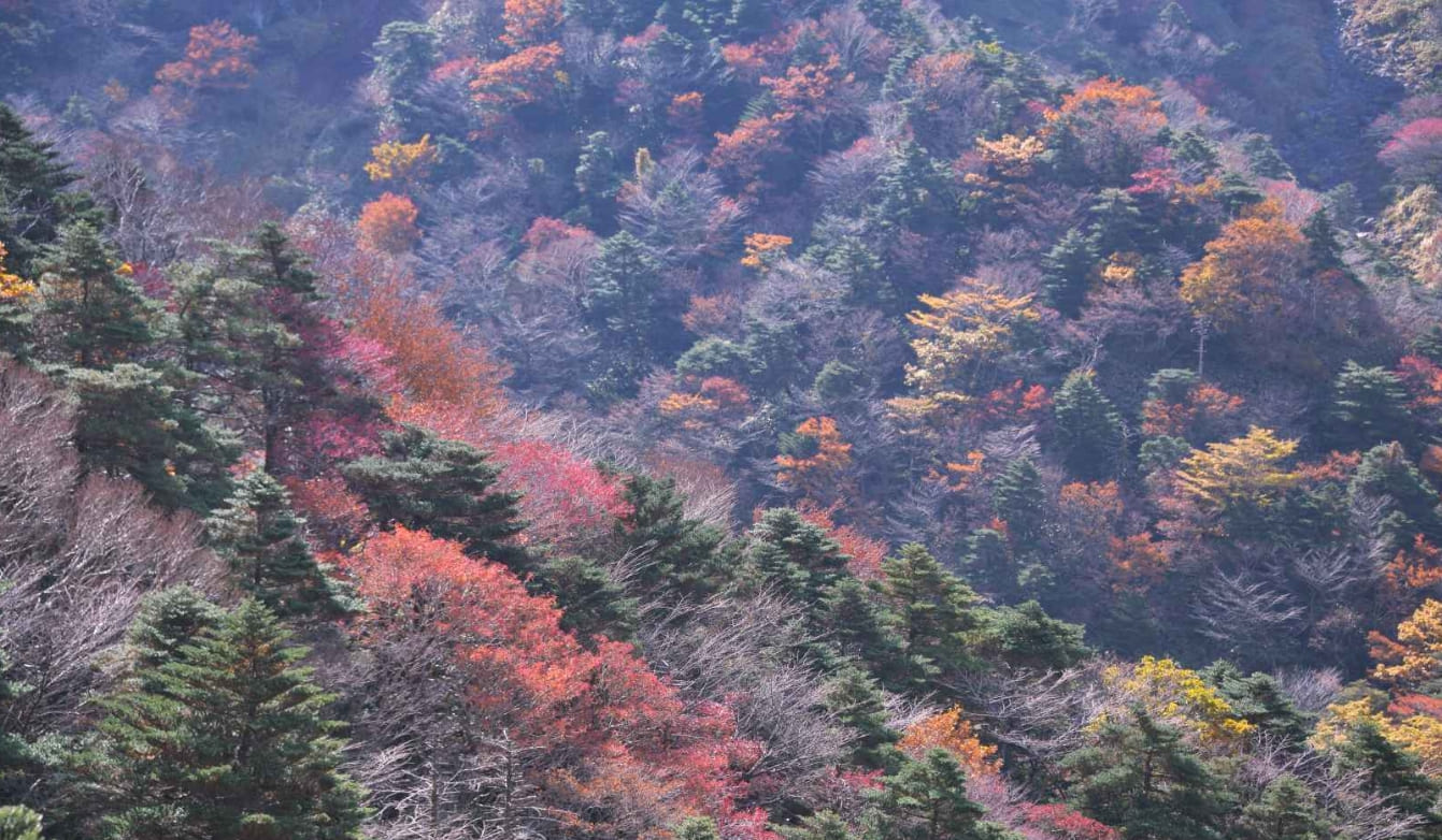 제주 한라생태숲