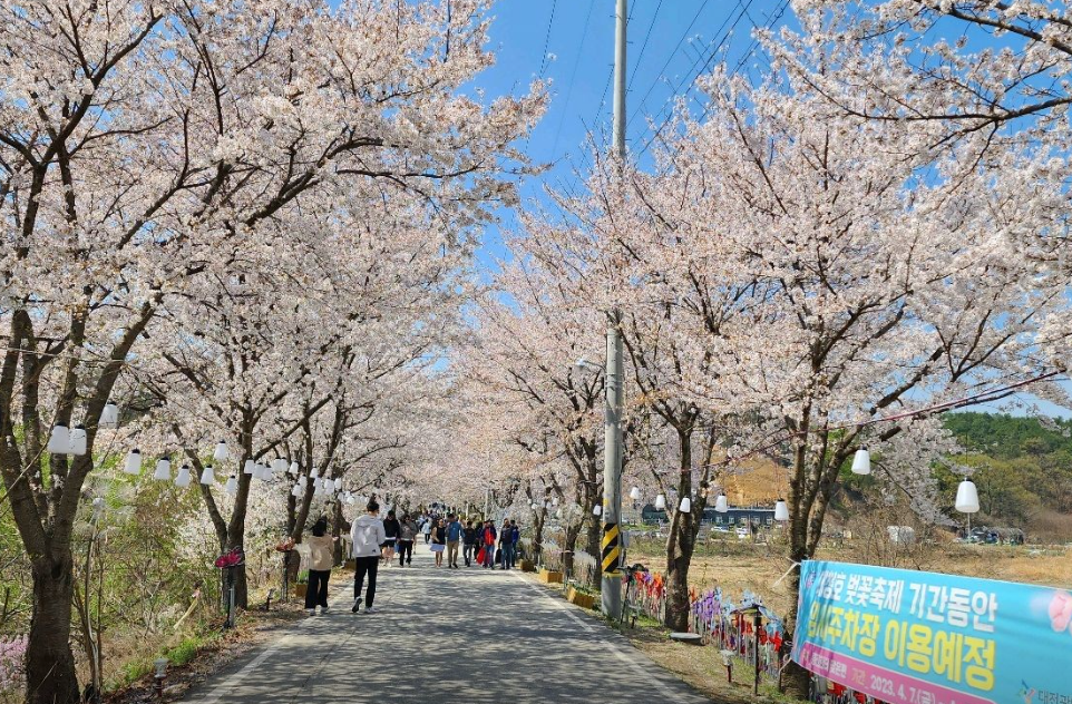 대청호 벚꽃축제5