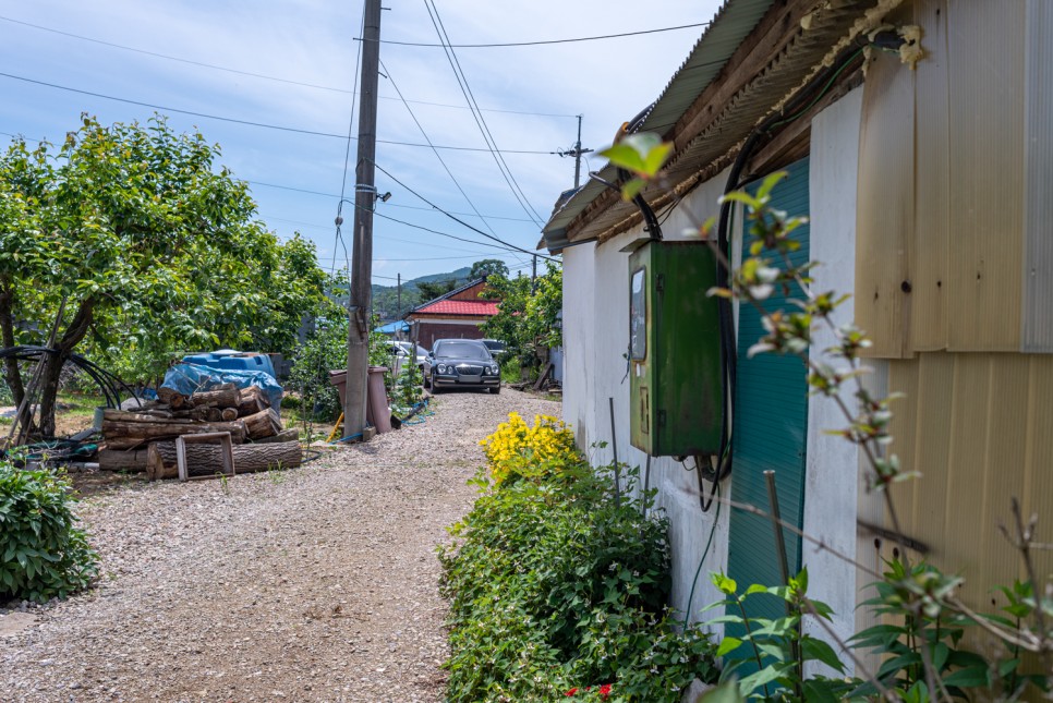 꽃사진 여름의 시골 13