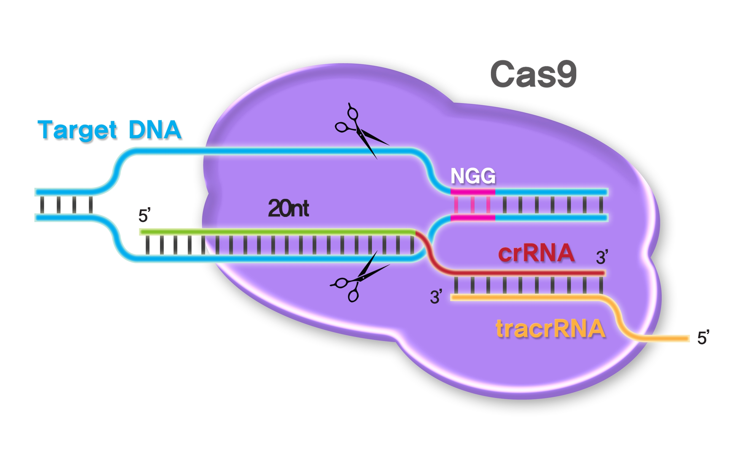 크리스퍼 CRISPR FDA Approves World’s First Crispr Gene-Editing Drug for Sickle-Cell Disease
