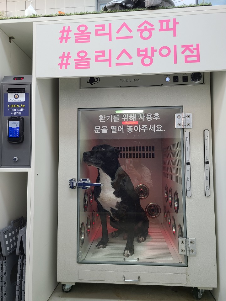  송파/방이 강아지 24시간 무인셀프목욕  올리스방이점