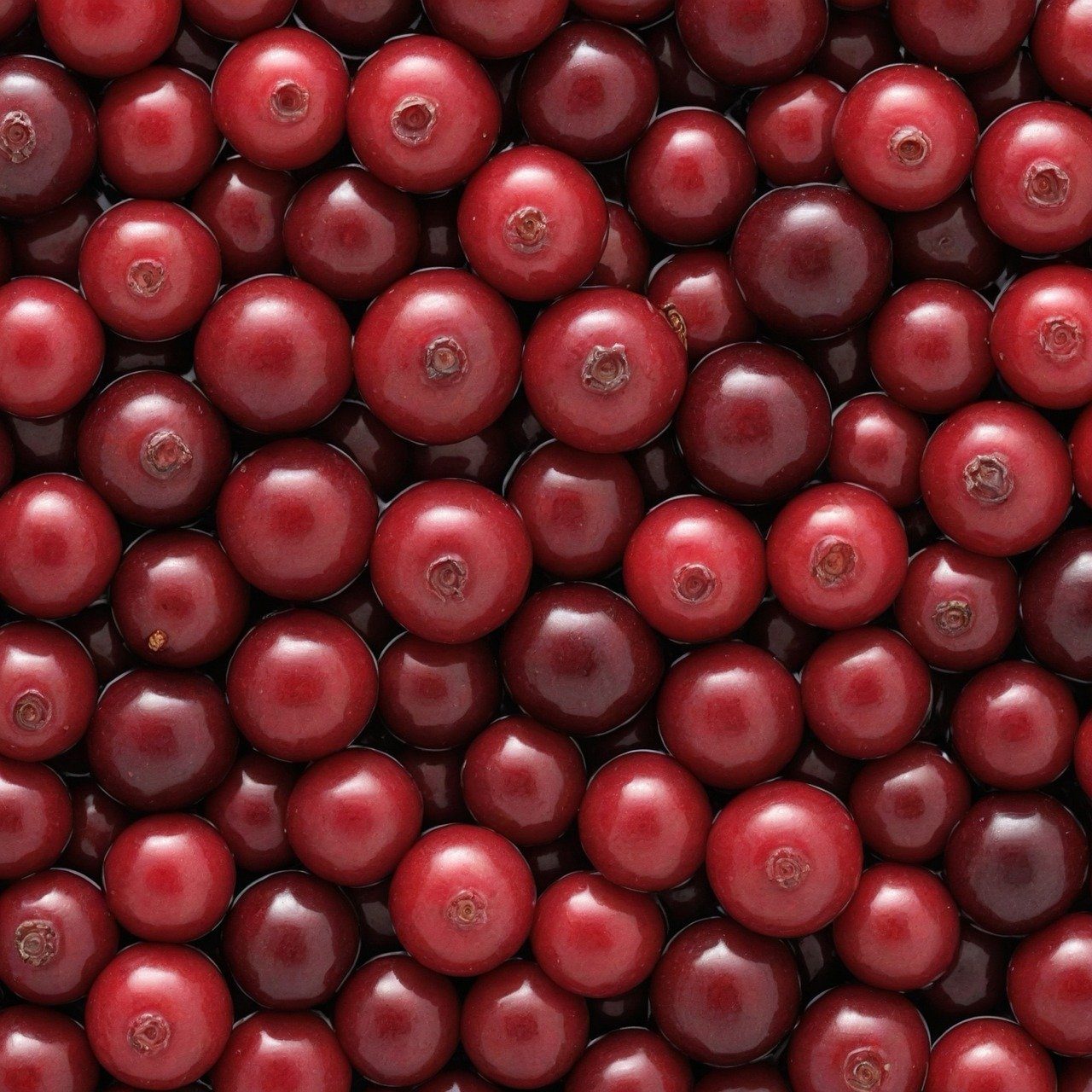 cranberry-fruits-food-크랜베리-과일