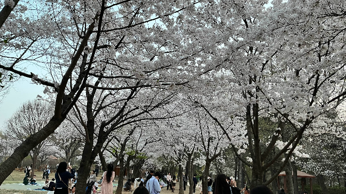 벚꽃 거리에서 사진 찍는 사람들