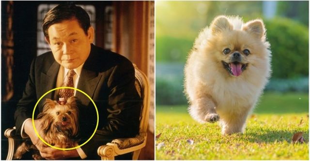  고 이건희 회장이 직원에게 “혹시 보신탕 먹는 사람이 있느냐”고 물었던 이유