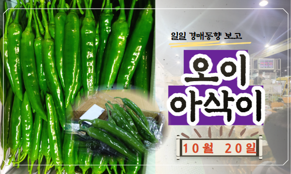  [경매사 일일보고] 10월 20일자 가락시장 오이아삭이 경매동향을 살펴보겠습니다!