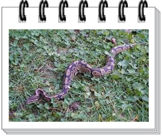  뱀꿈의 뜻과 해몽 해석 상황별 정리