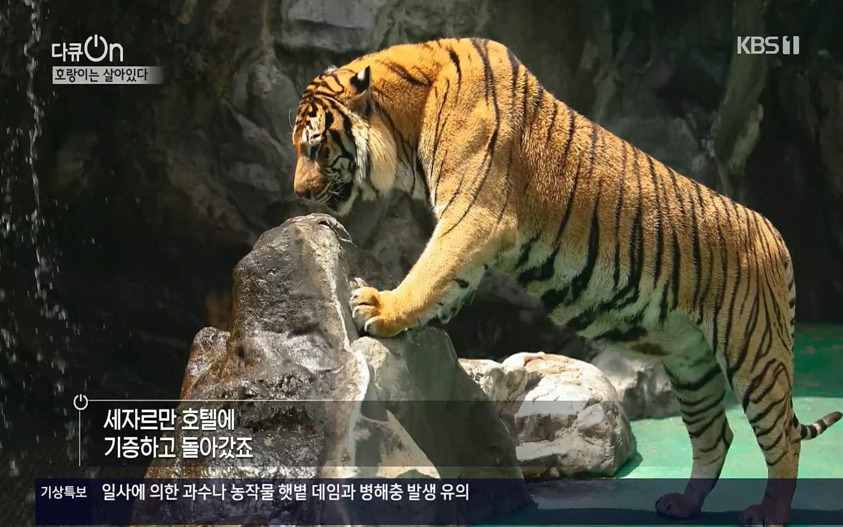 다큐 On.E150.220729p.H264-F1RST.mp4_20220730_164051.195.jpg