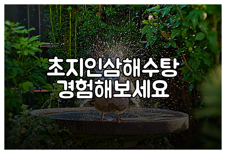 초지인삼해수탕 경험해보세요