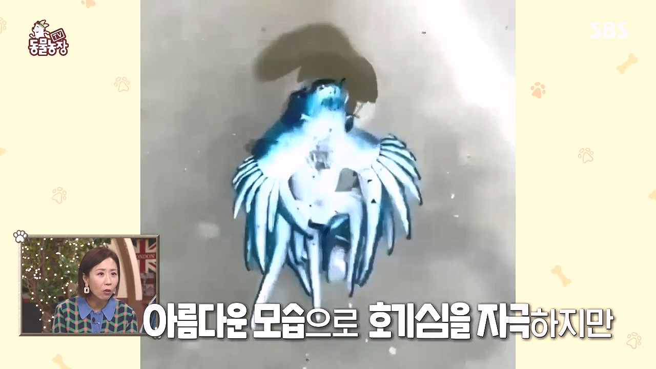 TV 동물농장.E1153.240108p-NEXT.mp4_20240107_170641.117.jpg