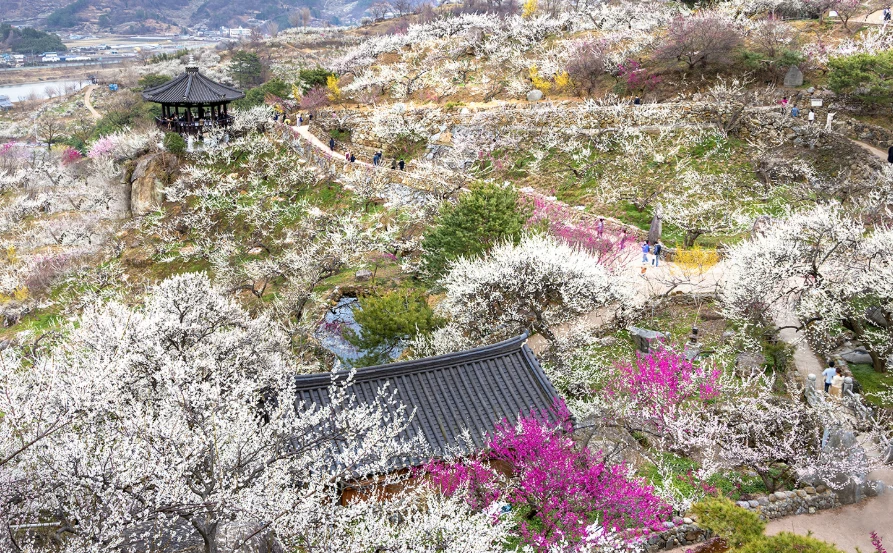 2025 광양 매화축제 행사일정 안내