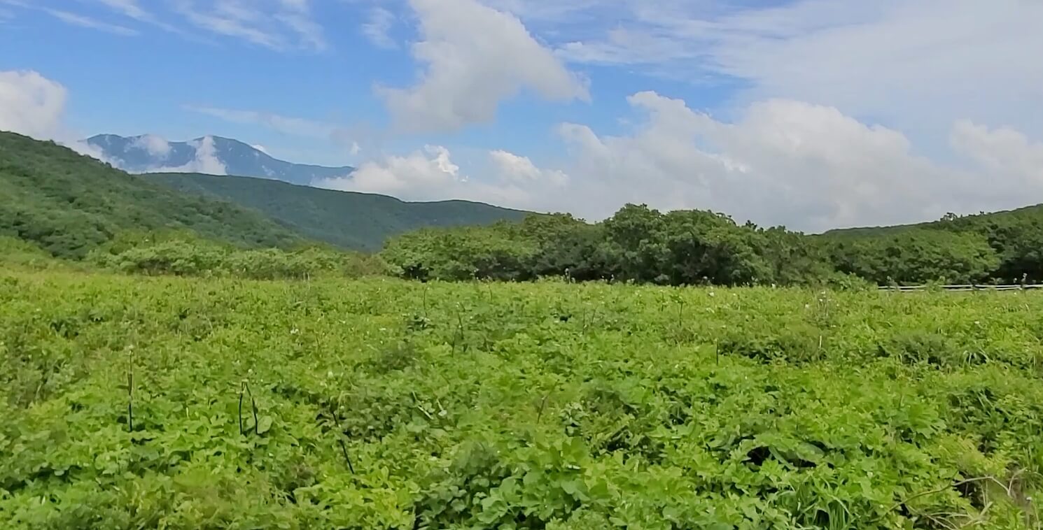 곰배령