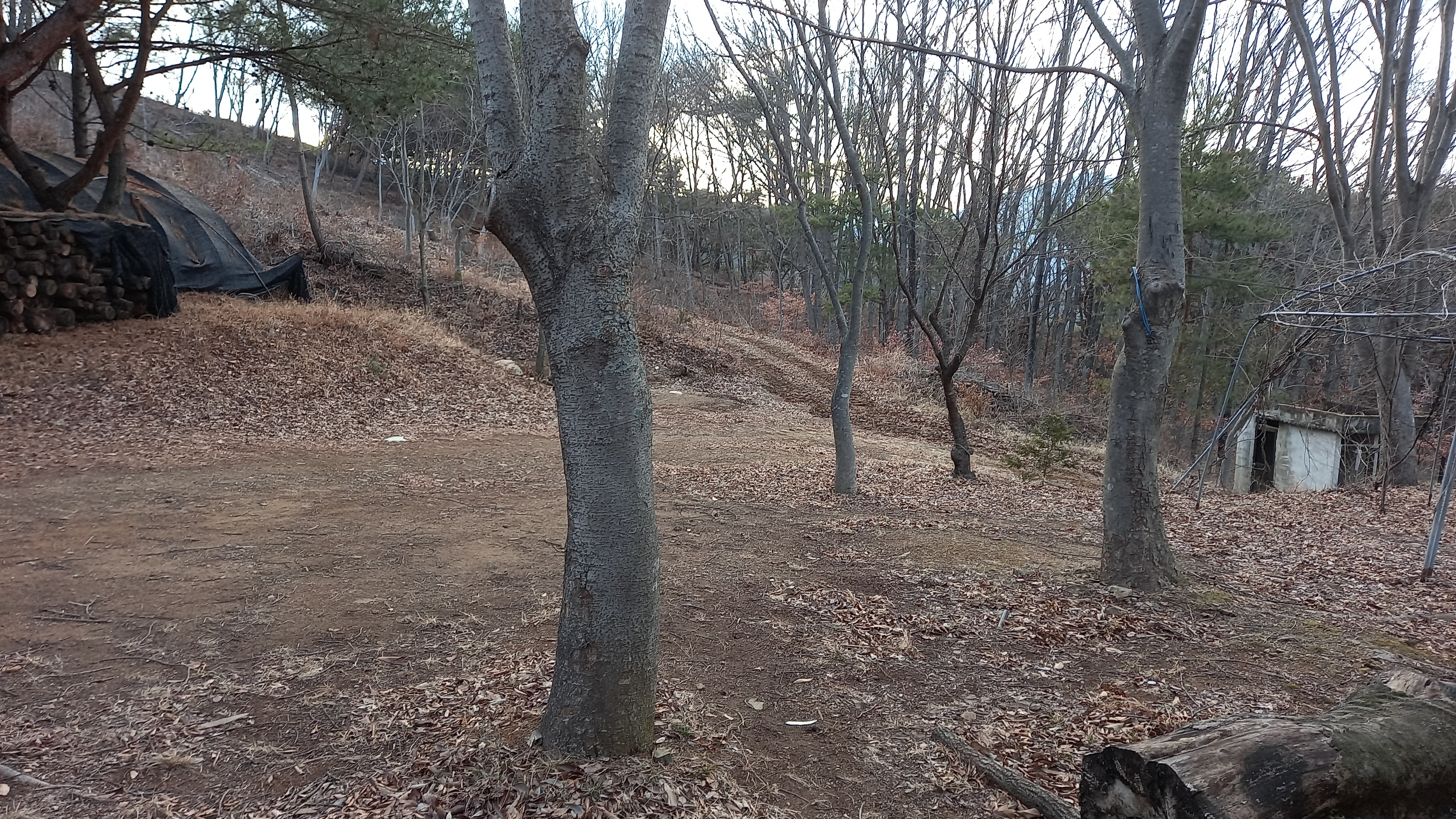 영상일기/20230216/나대자연 31