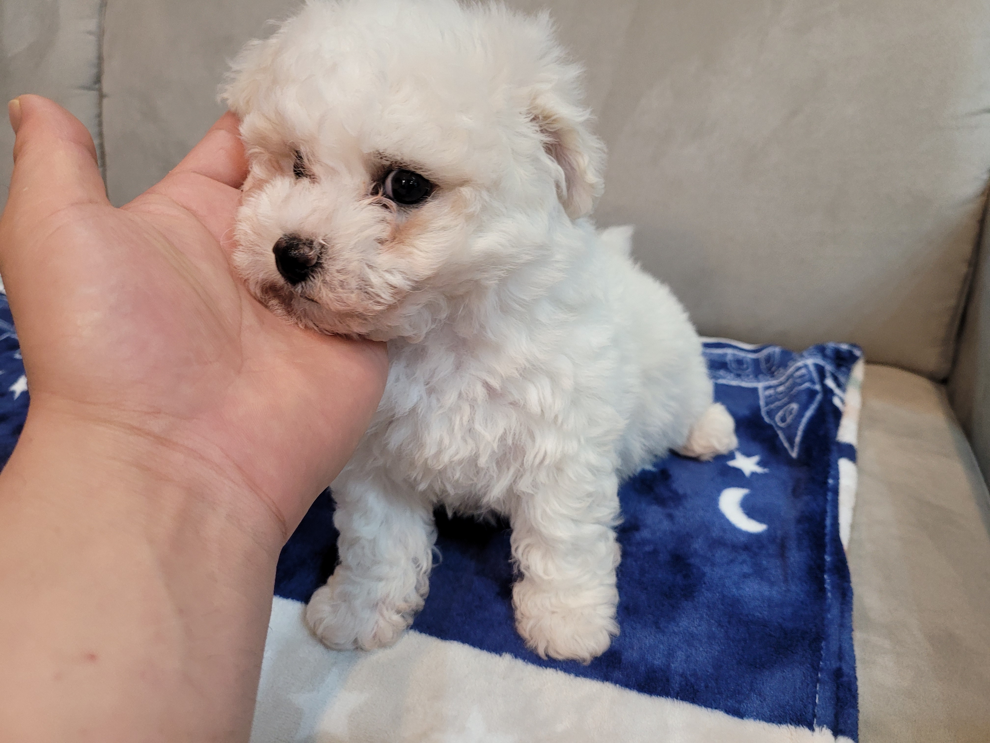  서울강아지분양 비숑분양가(가격) 얼마나 할까?