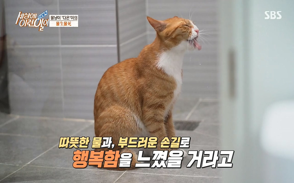 순간포착 세상에 이런일이.E1171.220316p-NEXT.mp4_20220316_184933.040.jpg