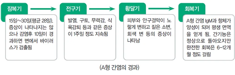 b형간염 바이러스 보유자란