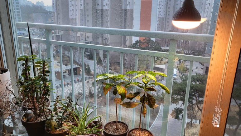 퓨처 그린 식물등으로! 4