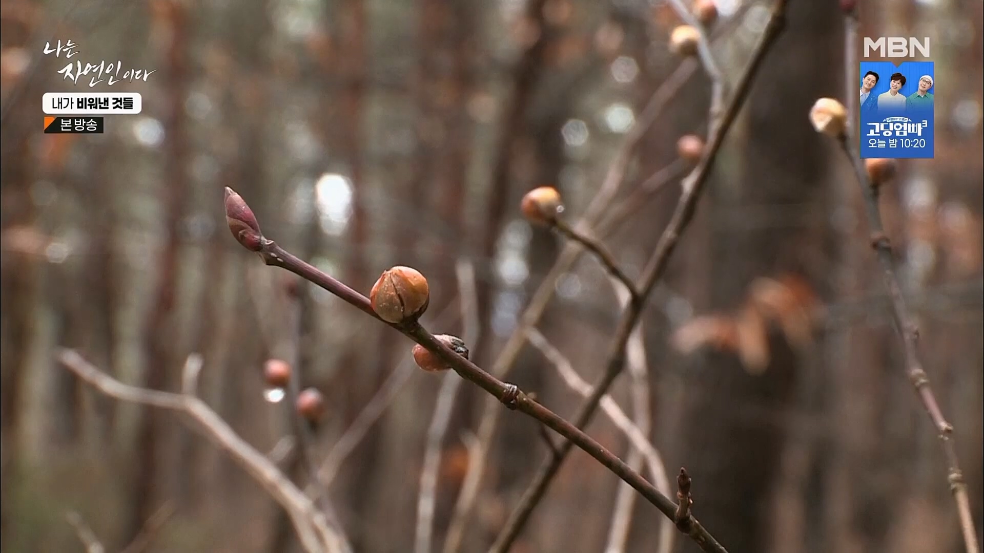 나는 자연인이다.E543.230301p.H264-F1RST.mp4_20230302_192637.465.jpg