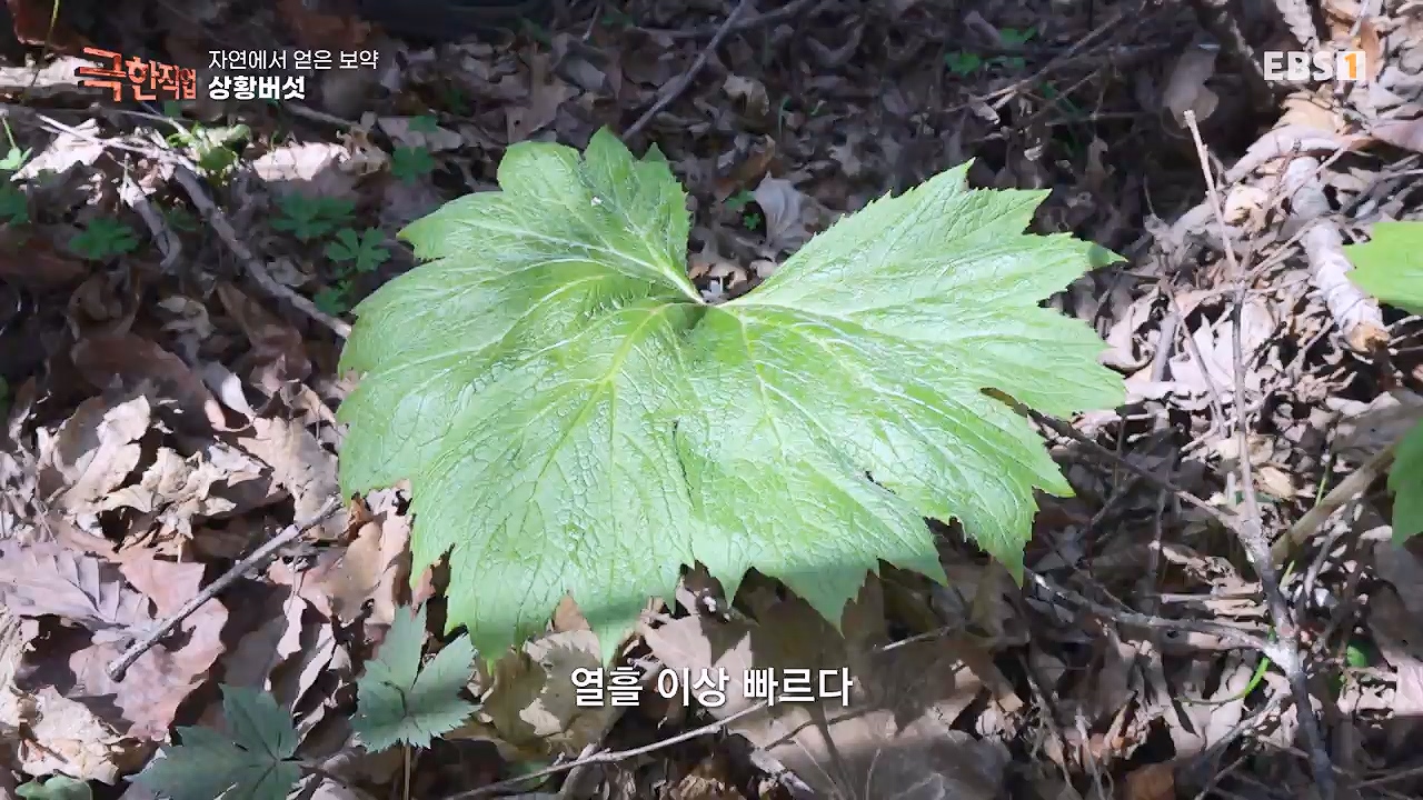 TV - 전 국민의 평생학교 EBS자연에서 얻은 보약, 상황버섯과 산나물, 쌍화차.mp4_20240615_172237.638.jpg