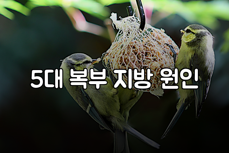 5대 복부 지방 원인