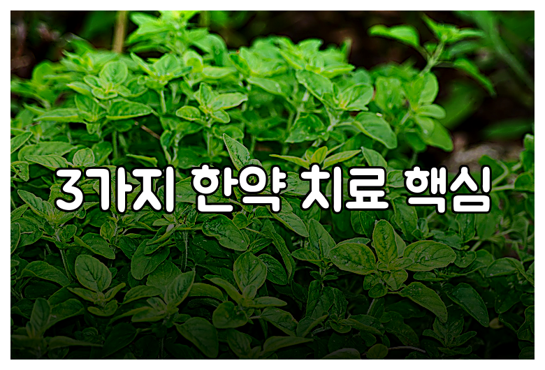 3가지 한약 치료 핵심