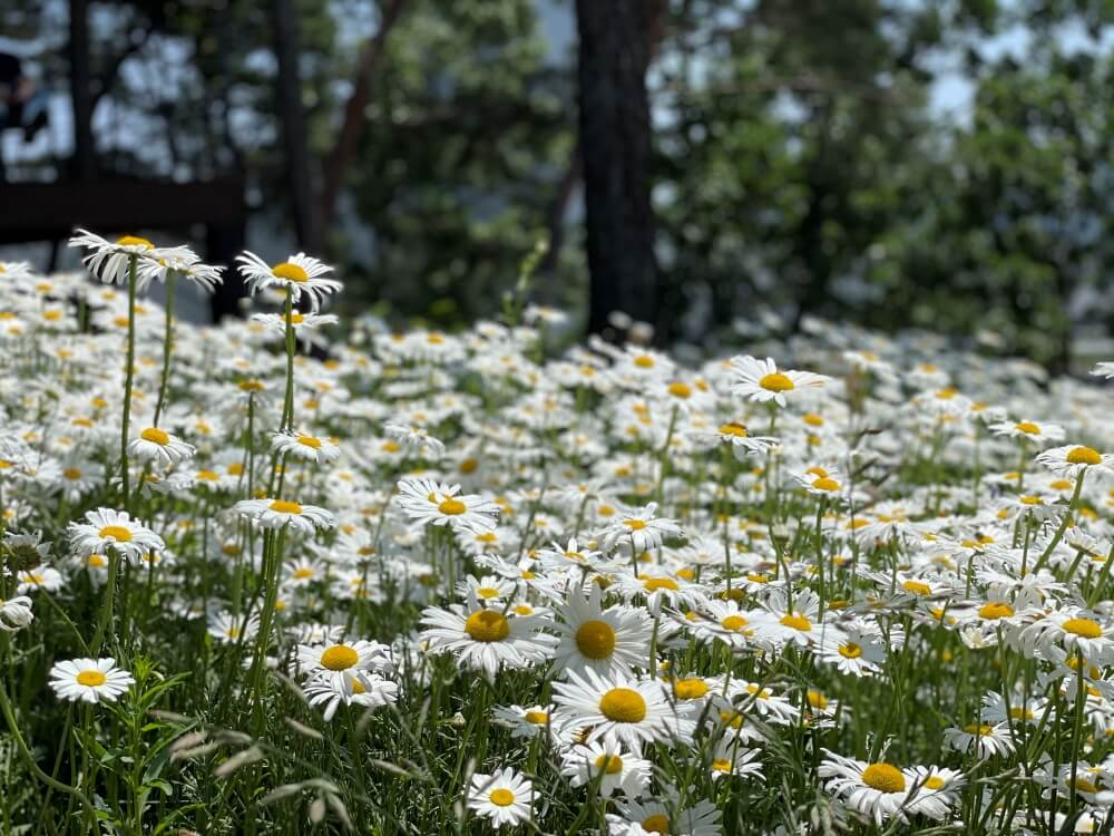 용인-칼리오페-카페-야생화-단지-샤스타데이지-모습