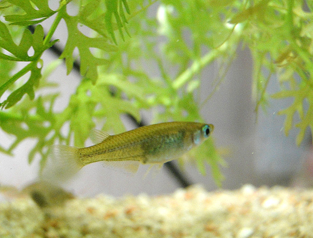  대륙 송사리 (Oryzias sinensis / rice fish)