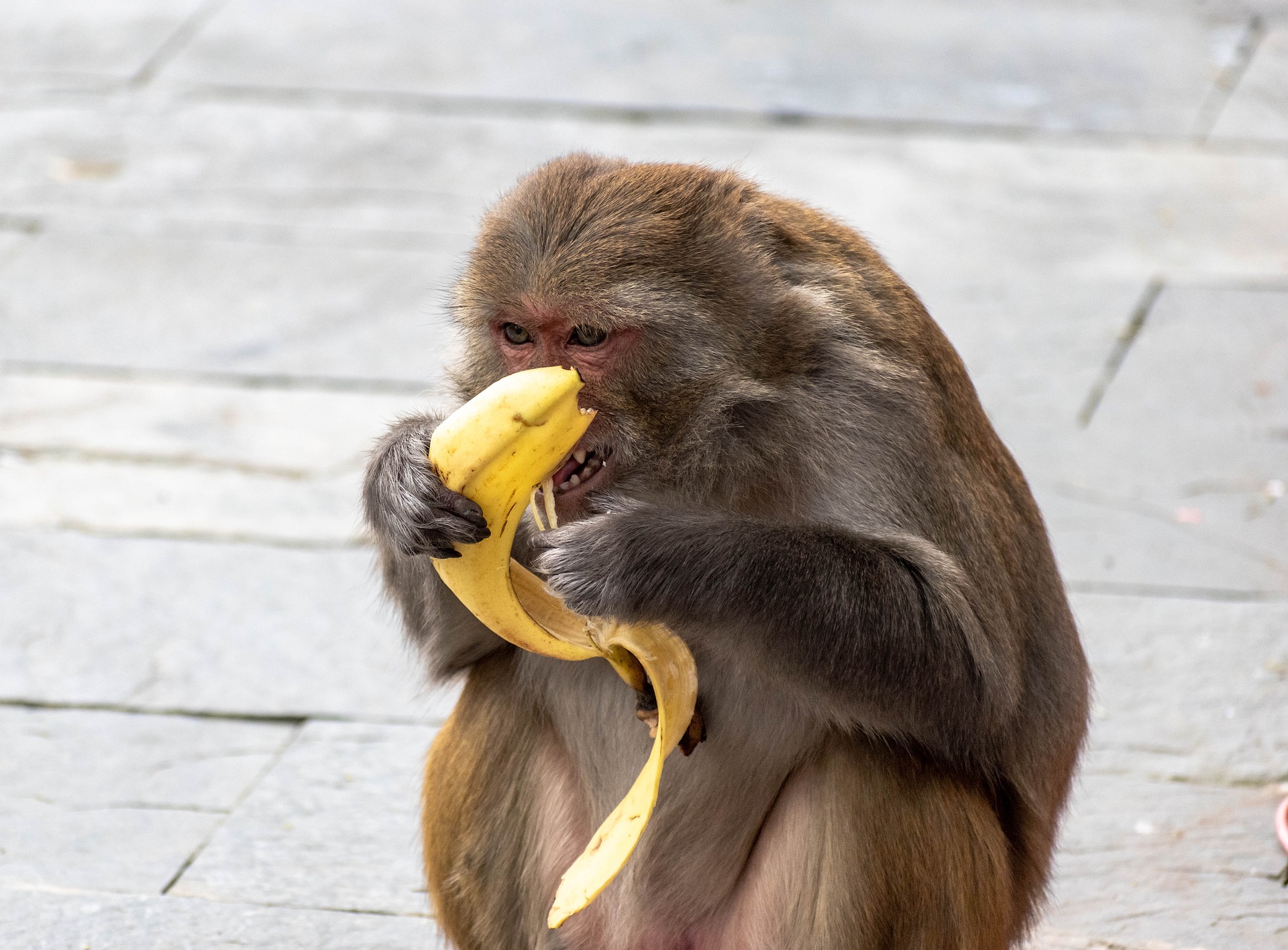 바나나를 먹는 원숭이 모습