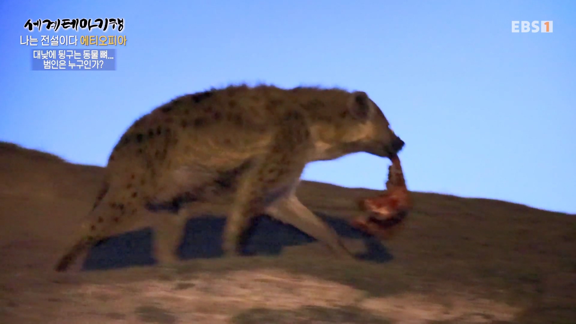 세계테마기행 240116 나는 전설이다 에티오피아 -골목의 전설, 하라르0p.mp4_20240713_174145.594.jpg