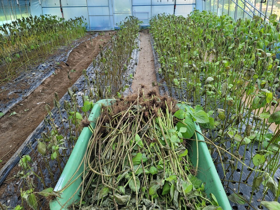 깻잎농원 이미지