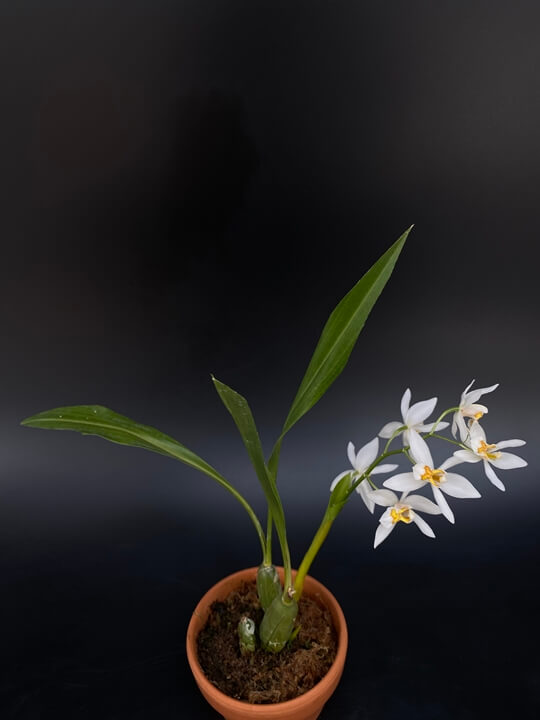 Coelogyne ochracea