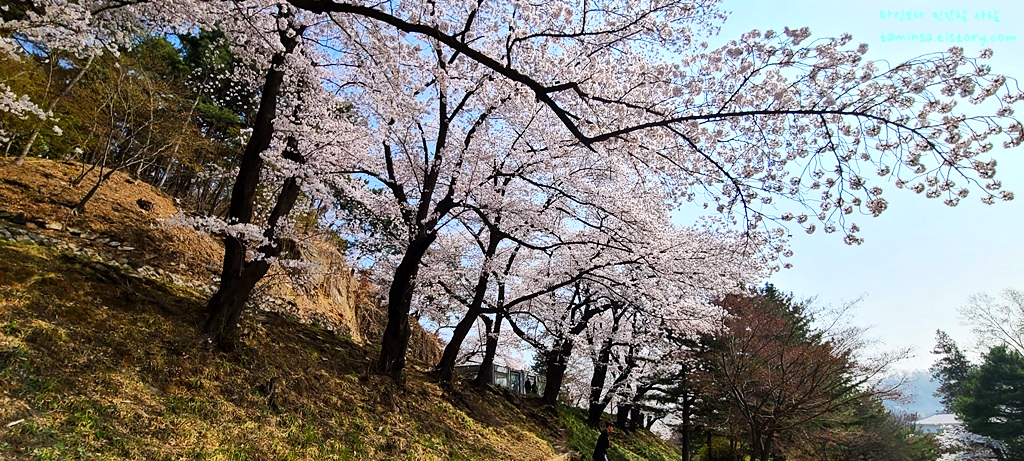 국립현충원-벚꽃명소