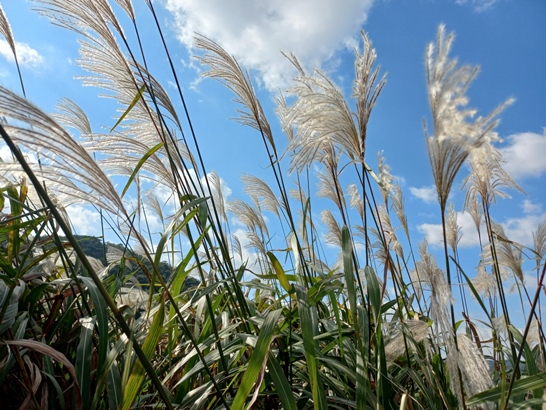 정읍 산내사거리 장금이정원&#44; 갈대숲