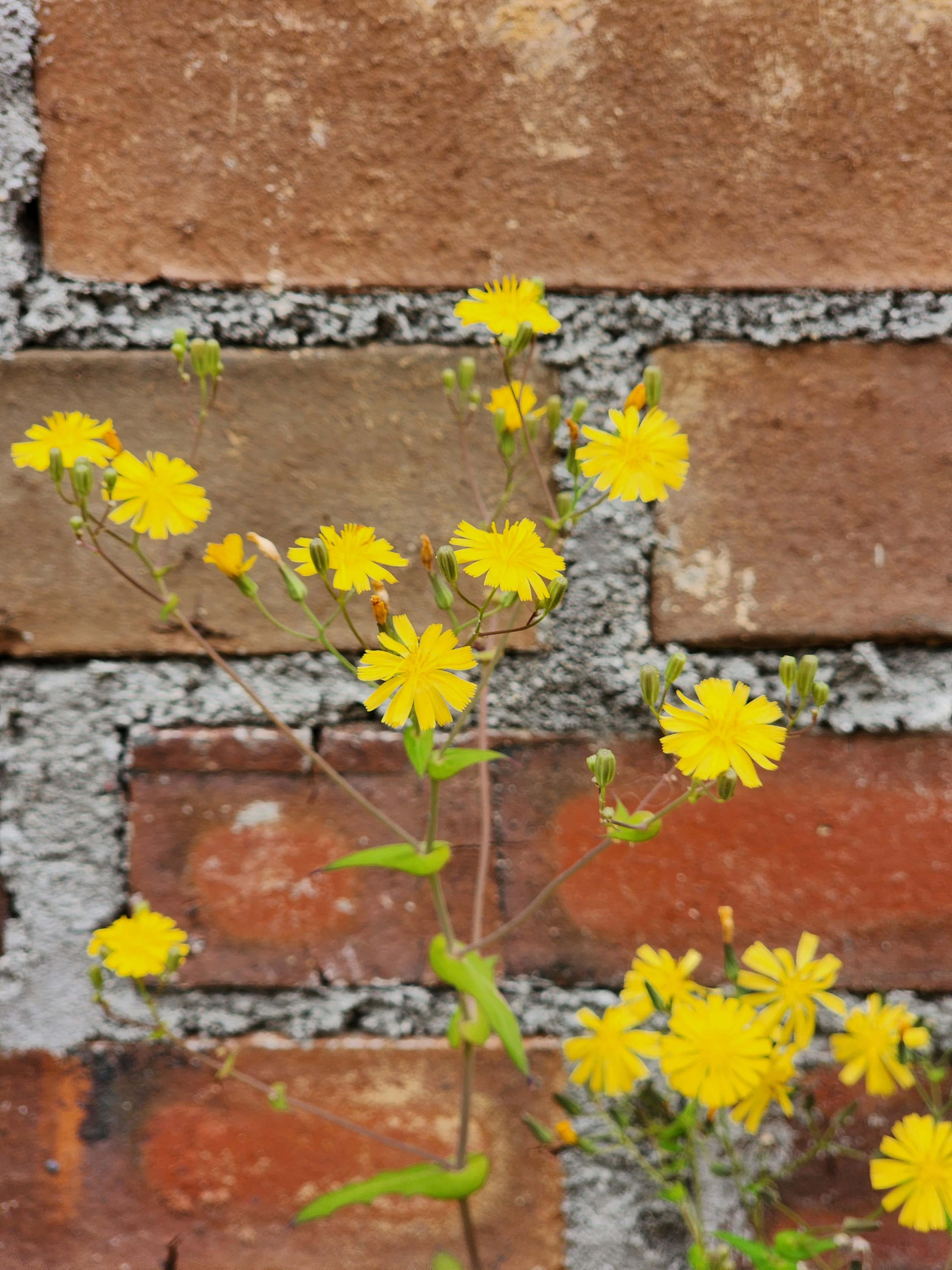 고들빼기 씀바귀 차이, 효능, 자생지 정보