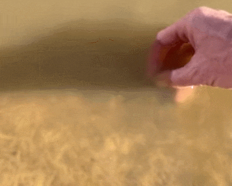  5억 5천만 년 부터 공룡들과 함께 살던 '살아있는 화석' 발견 VIDEO:Living Fossils in the Arizona Desert / Dinosaur Shrimp