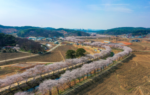 벚꽃 개화시기 2025
