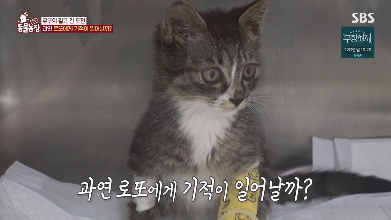 TV 동물농장.E1134.230821p-NEXT.mp4_20230820_193352.434.jpg