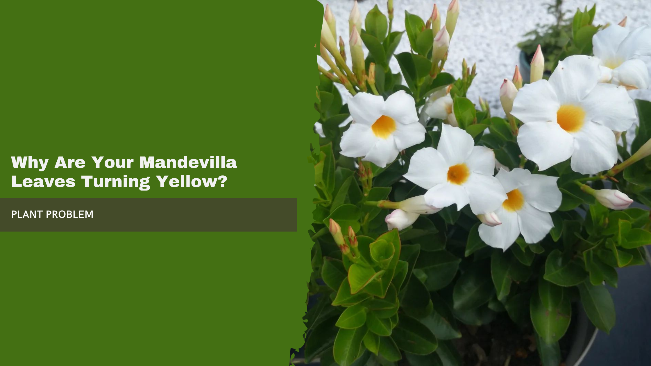 Mandevilla Leaves Turning Yellow