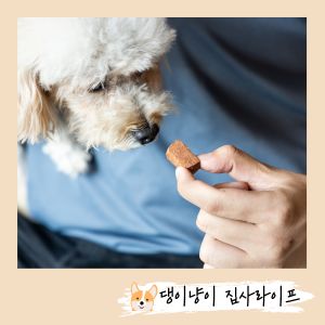 하트가드-심장사상충