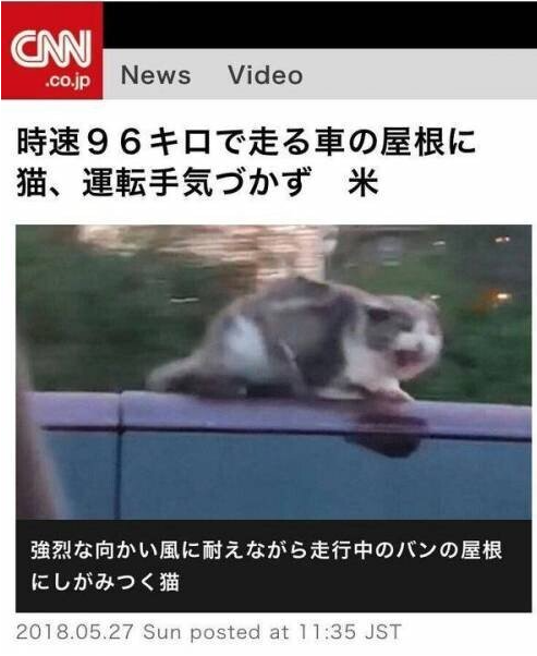  시속 96km로 질주하는 고양이