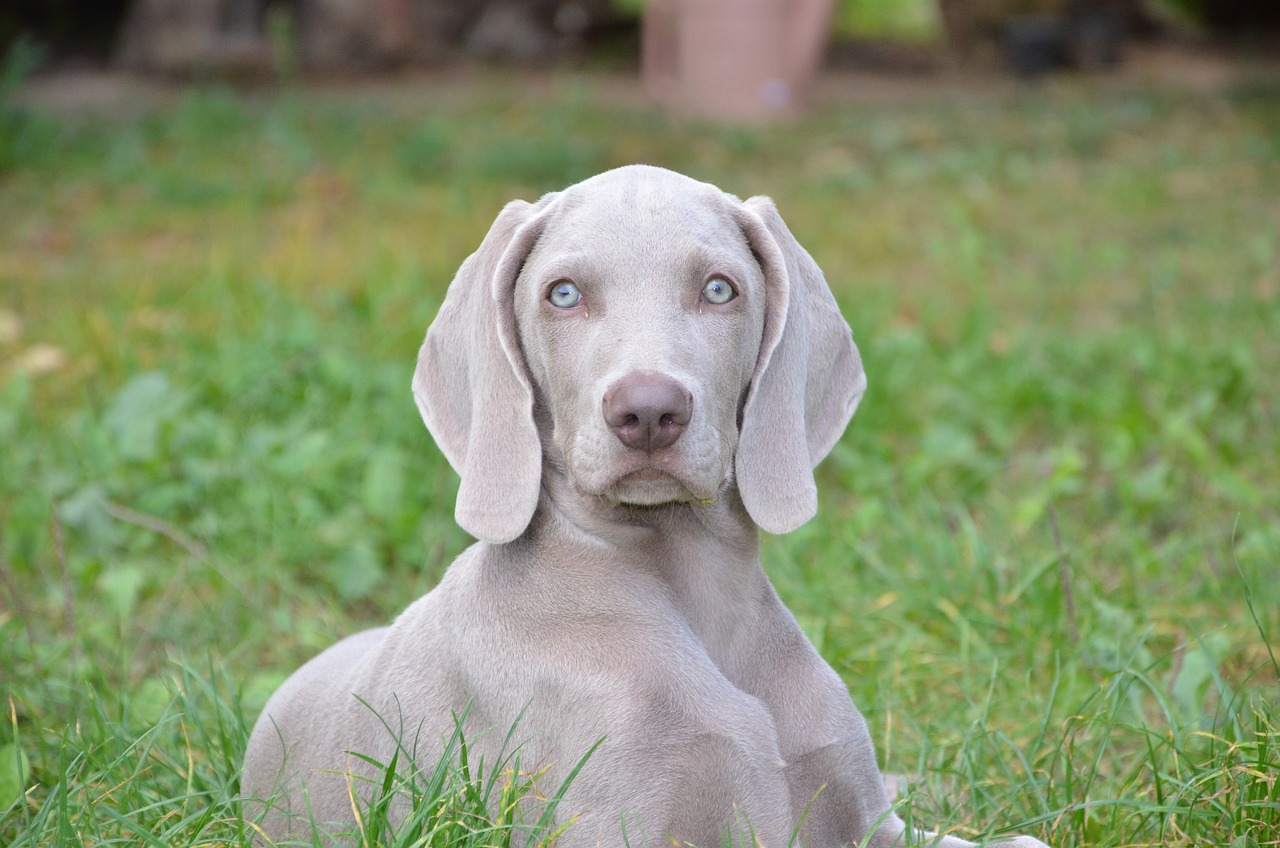 바이마라너(Weimaraner)3