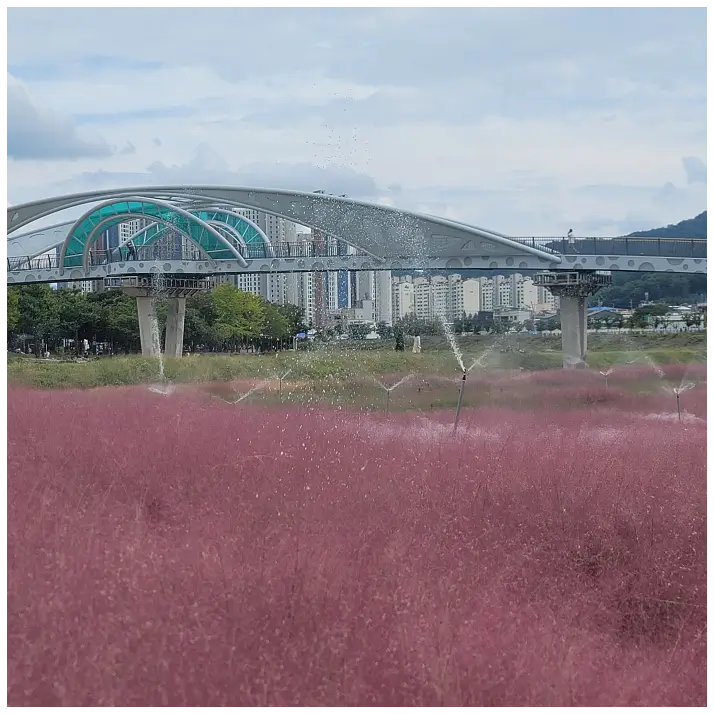 핑크뮬리 서식지에서 다리 쪽을 찍은 사진입니다.
스프링쿨러로 핑크뮬리에 물을 주고 있습니다.