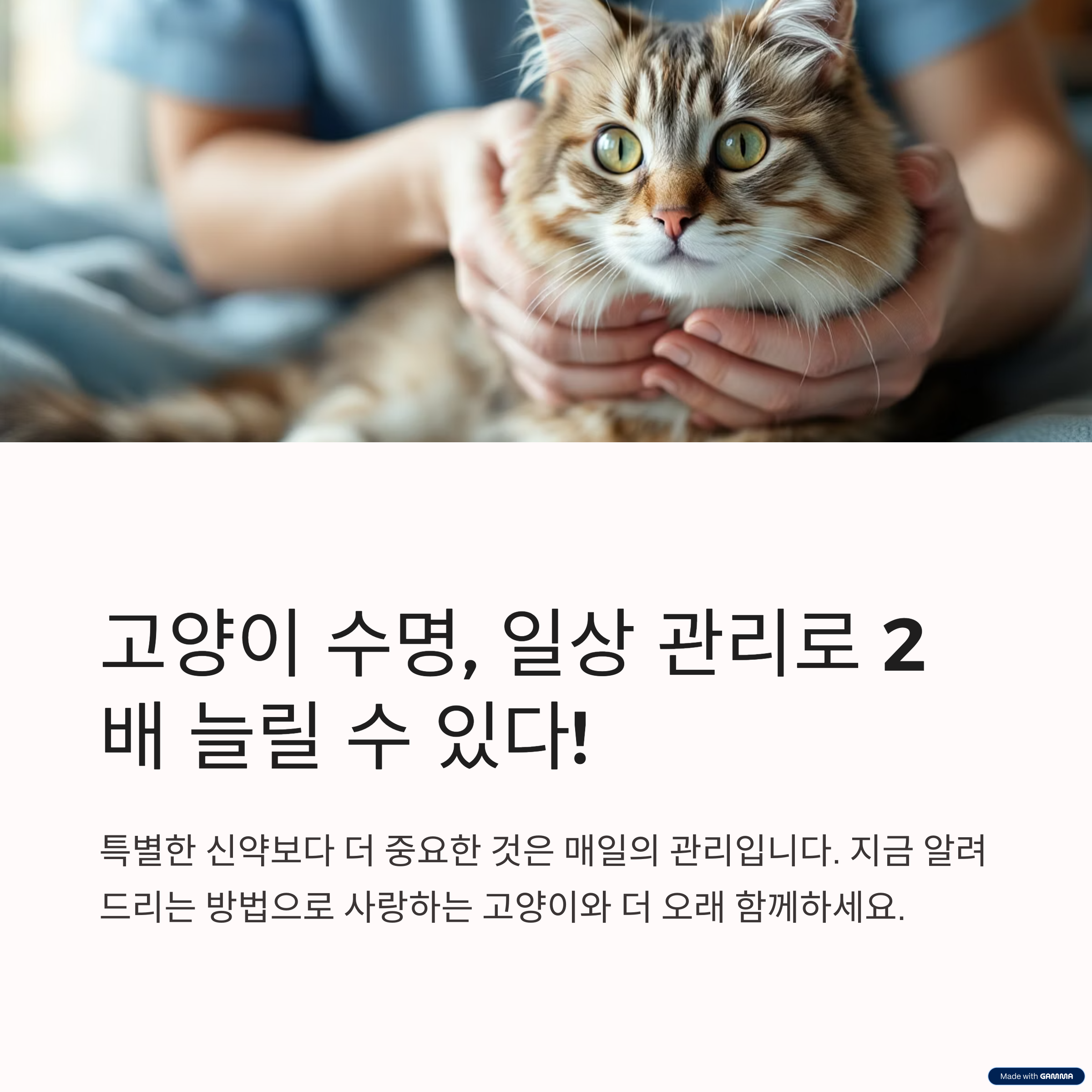 고양이