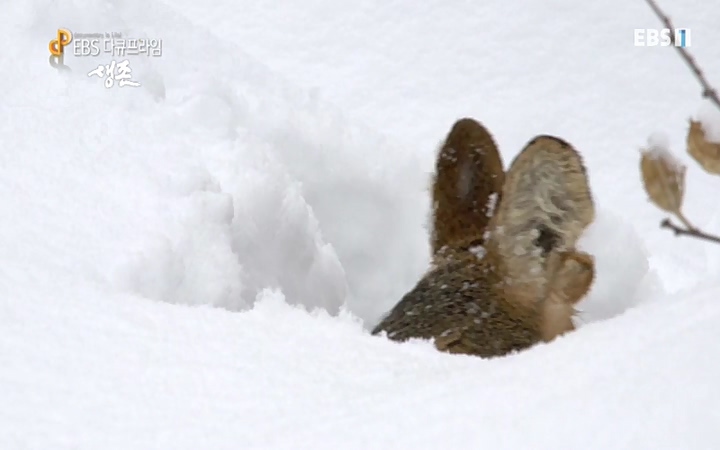 EBS 다큐프라임_ 220628.avi_20220629_210201.385.jpg