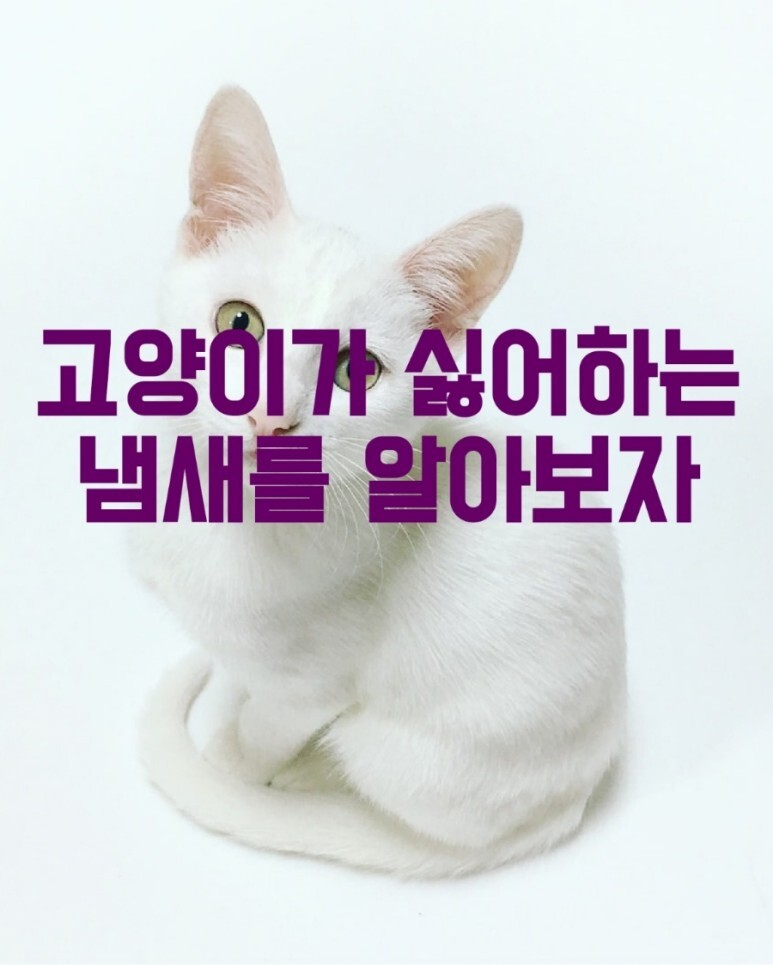 고양이가 싫어하는 냄새를 알아보자