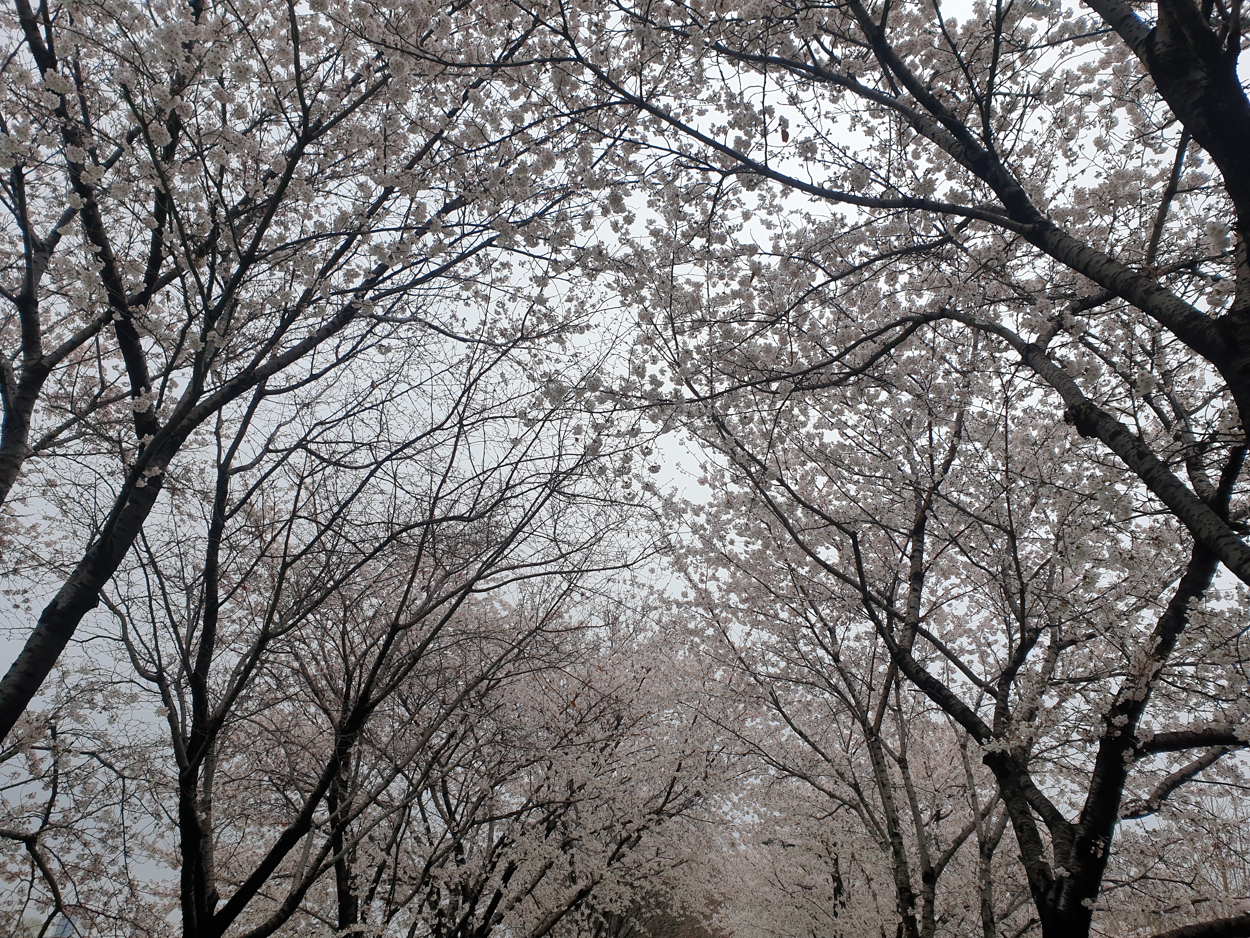 송정 벚꽃
