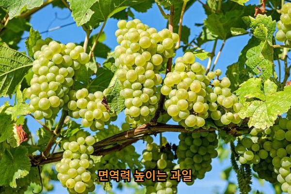 포도 이미지