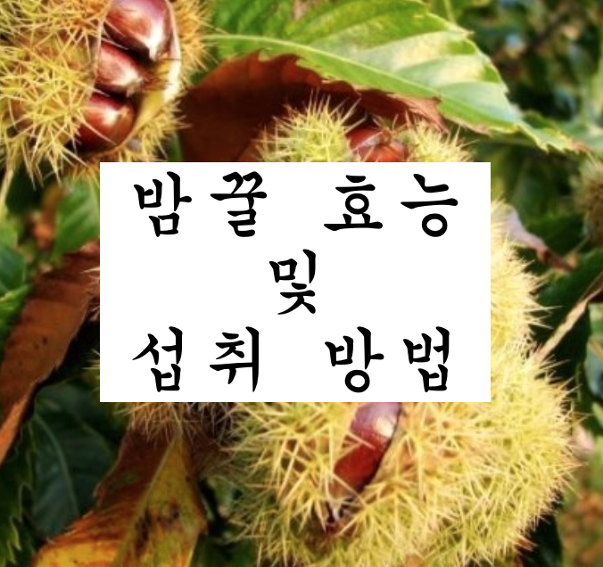  밤꿀 효능 및 주의할 점