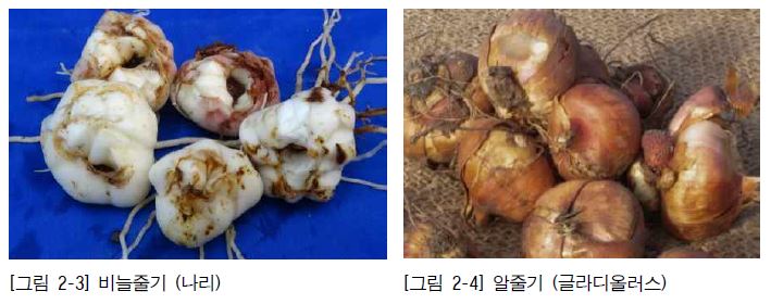 나리수선 이미지