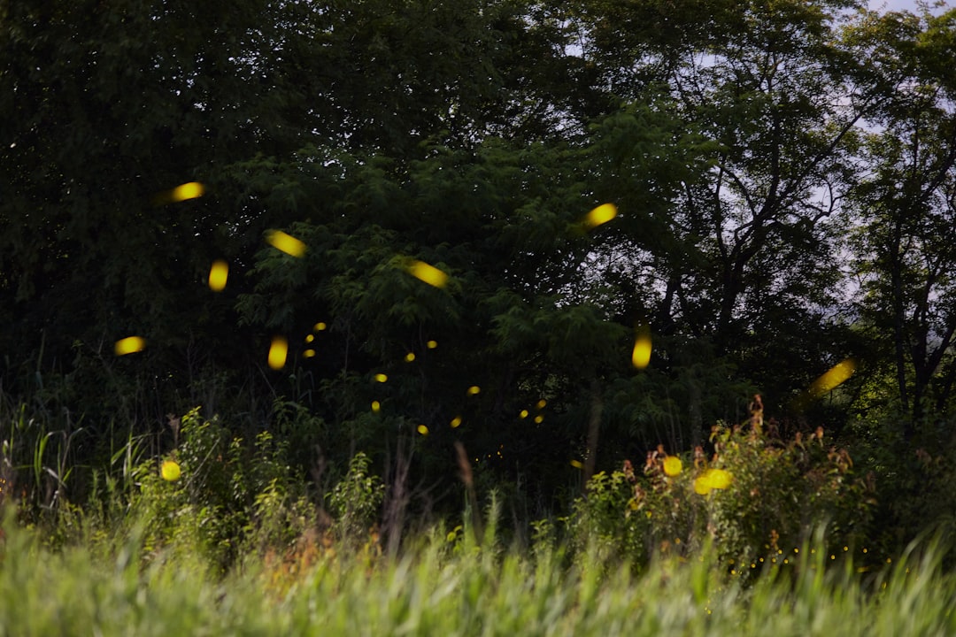 Firefly